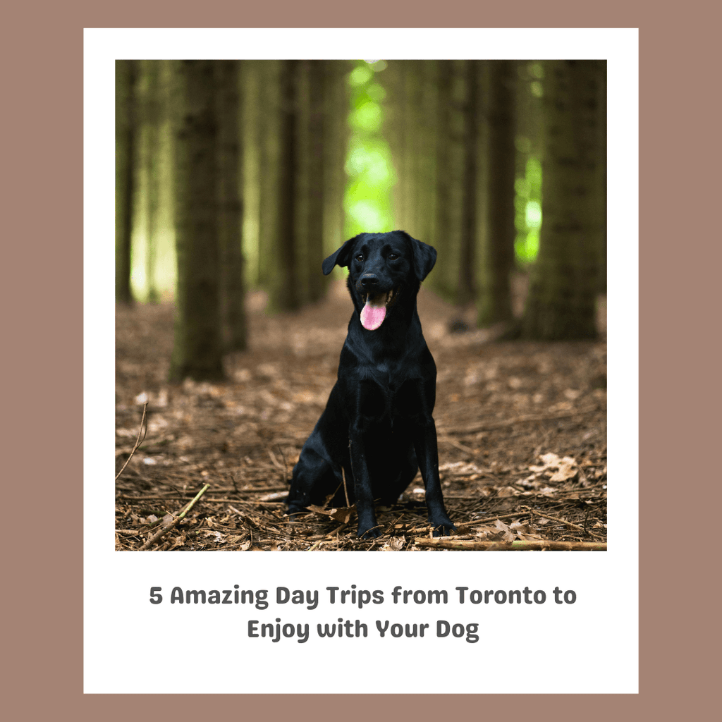 5 Amazing Day Trips from Toronto to Enjoy with Your Dog