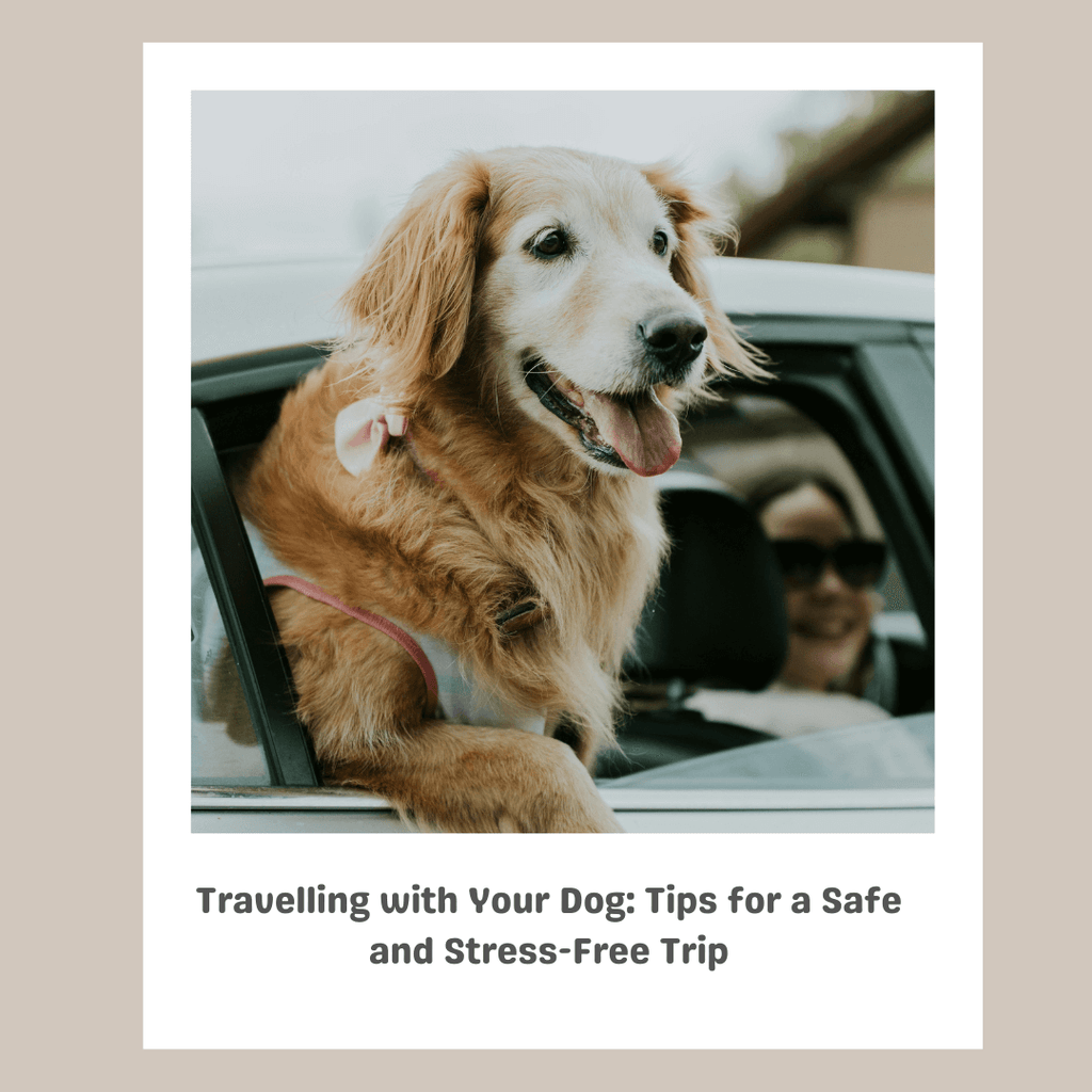 Travelling with Your Dog: Tips for a Safe and Stress-Free Trip