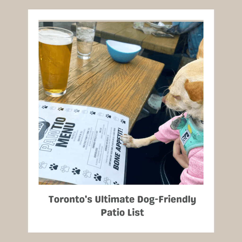 Toronto's Ultimate Dog-Friendly Patio List