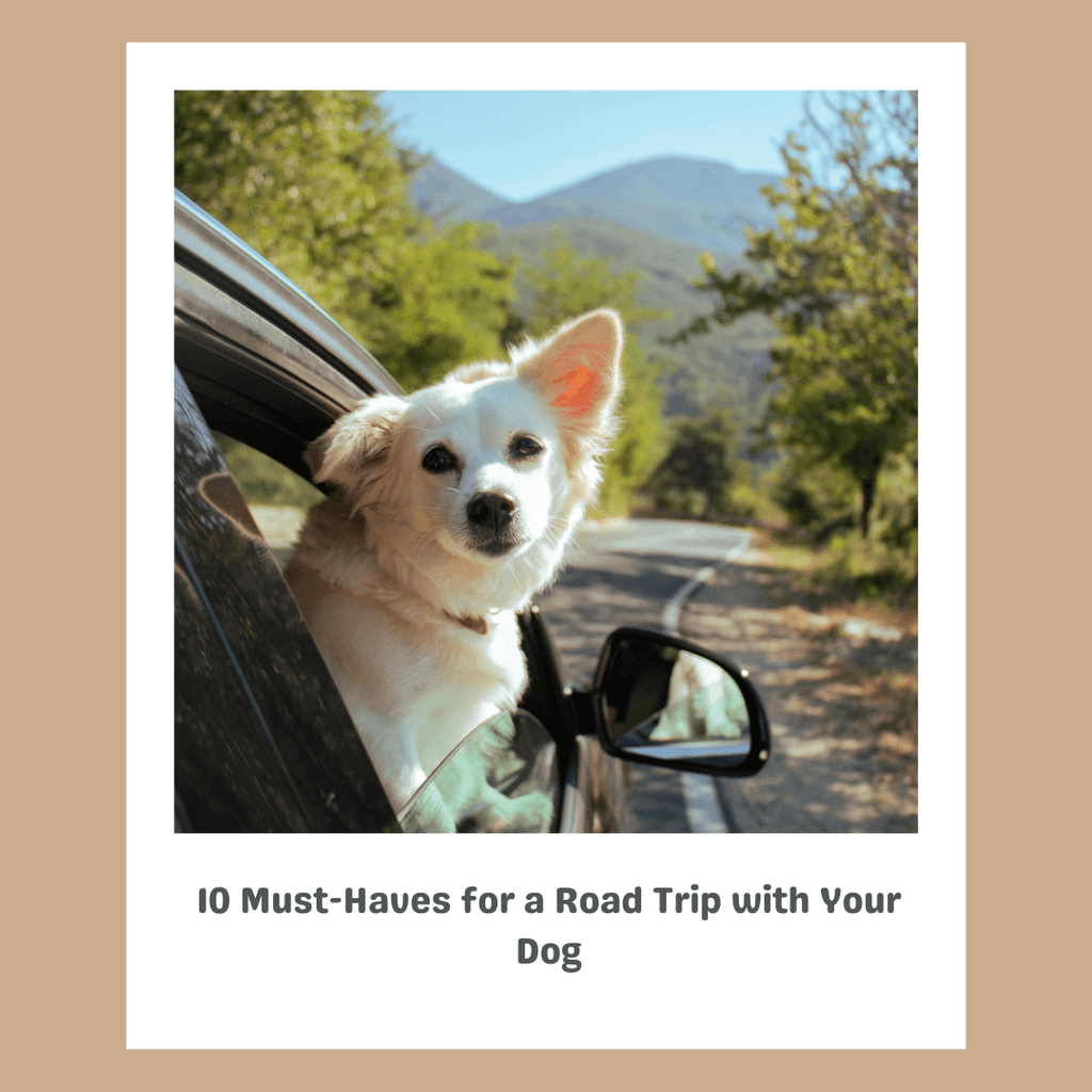 10 Must-Haves for a Road Trip with Your Dog
