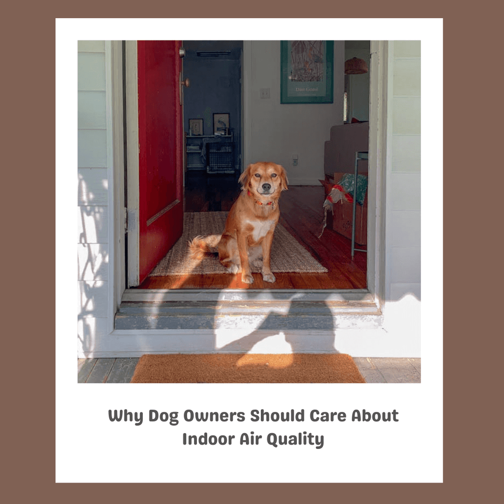 Why Pet Parents Should Care About Indoor Air Quality