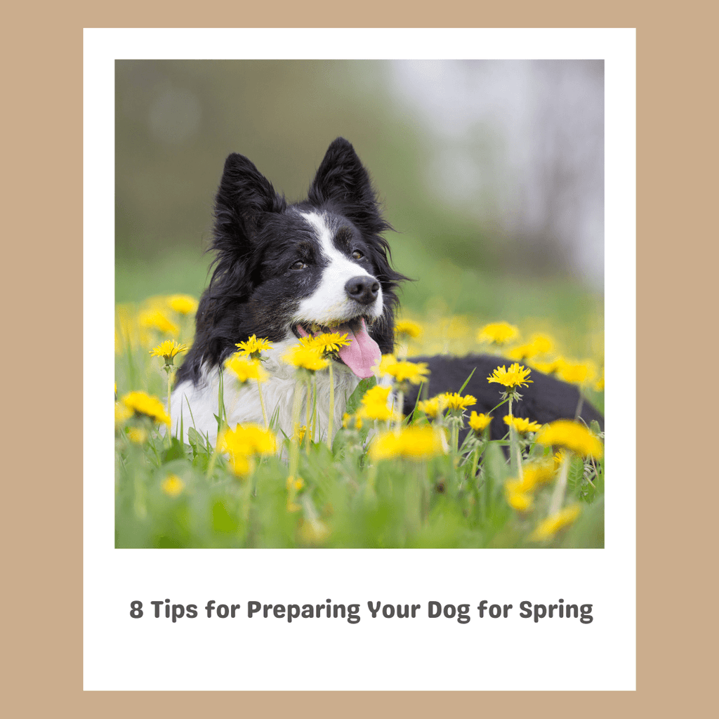 8 Tips for Preparing Your Dog for Spring