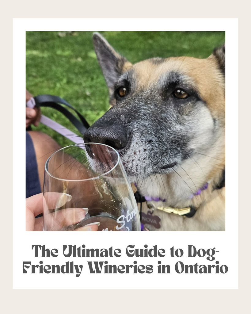 The Ultimate Guide to Dog-Friendly Wineries in Ontario