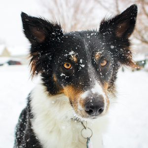Winter Paw Protection For Your Dog