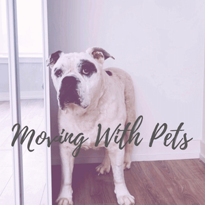 Top Tips For Moving With Pets