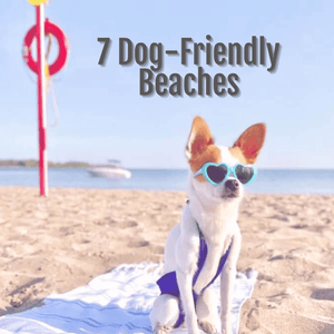 7 Dog-Friendly Beaches in Ontario