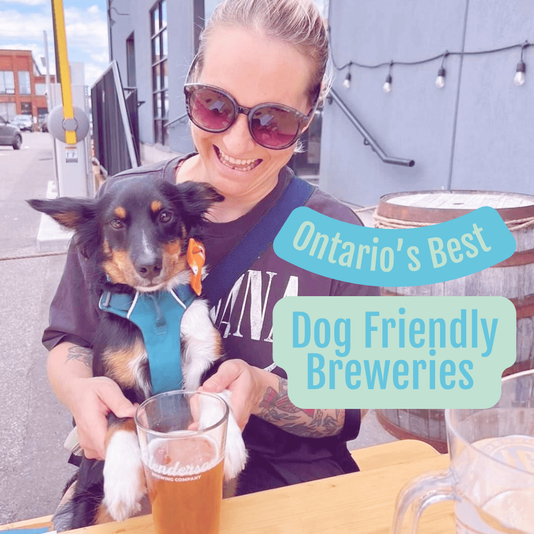 Discover Ontario's Best Dog-Friendly Breweries