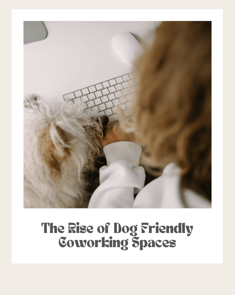 The Rise of Dog-Friendly Coworking Spaces in Toronto