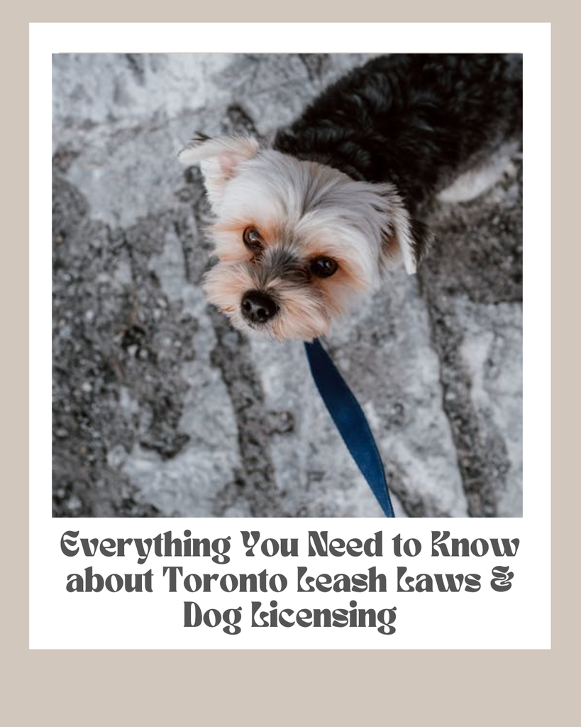 Everything You Need to Know About Toronto Leash Laws and Dog Licensing