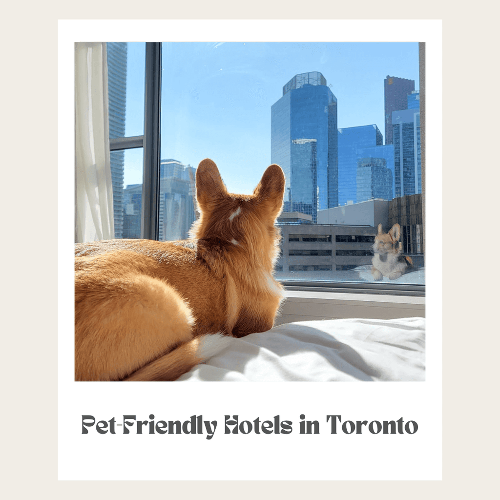 Dog-Friendly Hotels in Toronto: Where to Stay with Your Furry Friend ...
