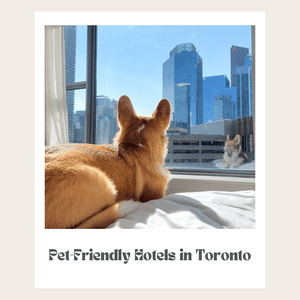 Dog-Friendly Hotels in Toronto: Where to Stay with Your Furry Friend