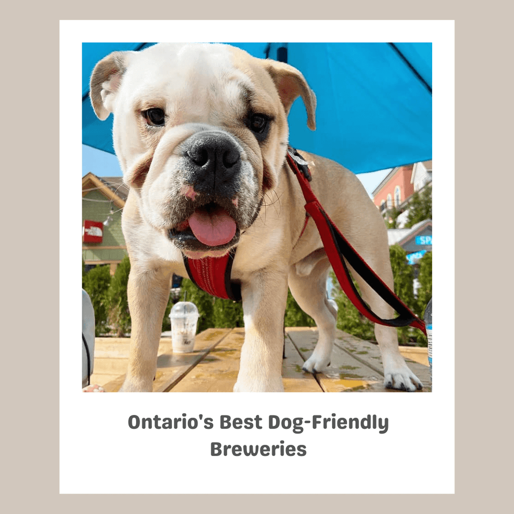 Ontario's Best Dog-Friendly Breweries