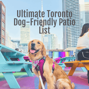 Ultimate Toronto Dog Friendly Patio List