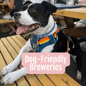 Dog Friendly Breweries in Ontario