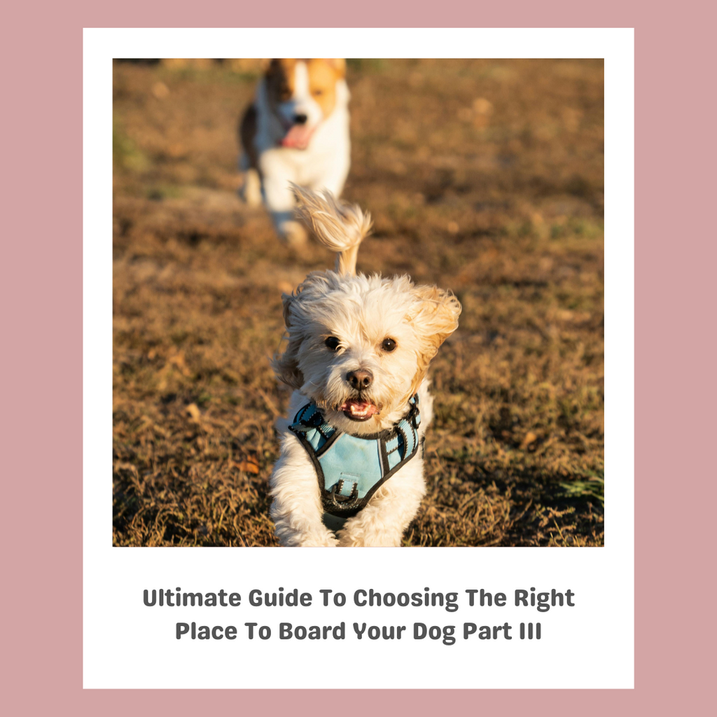 Ultimate Guide To Choosing The Right Place To Board Your Dog Part 3