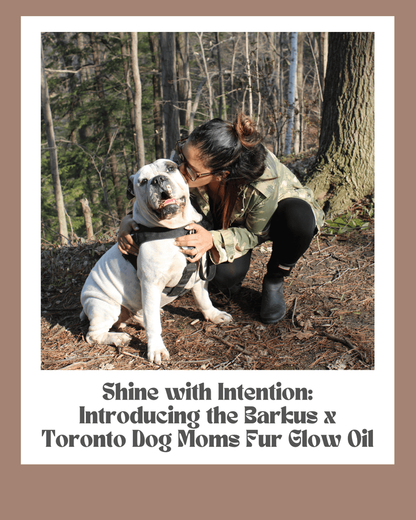 Shine with Intention: Introducing the Barkus x Toronto Dog Moms Fur Glow Oil