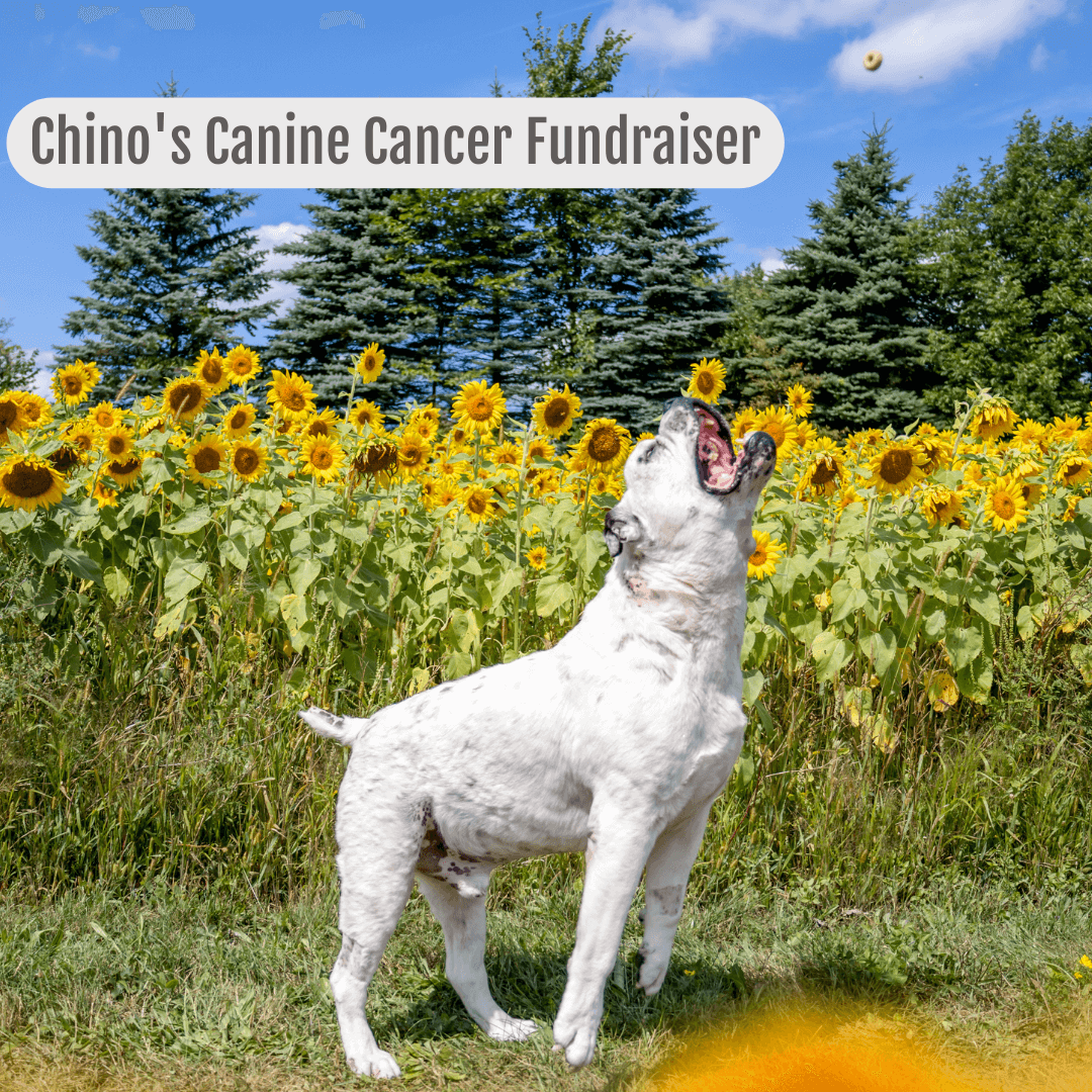Chino's Canine Cancer Christmas Fundraiser