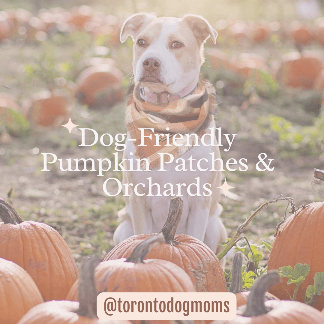 Dog-Friendly Patches & Orchards In Ontario