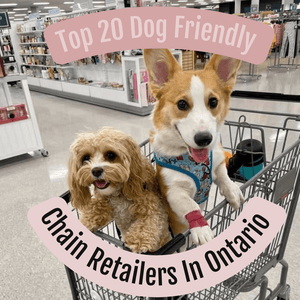 Top 20 Dog Friendly Chain Retailers In Ontario