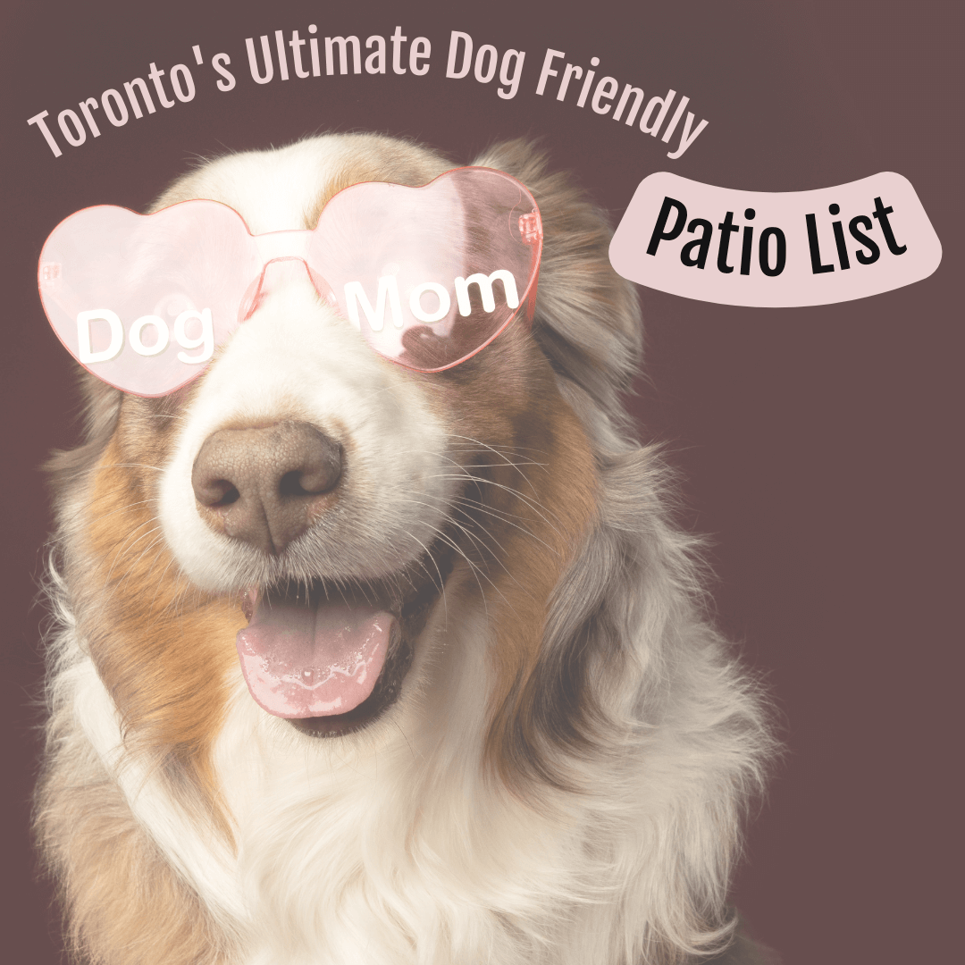 Toronto's Ultimate Dog-Friendly Patio List