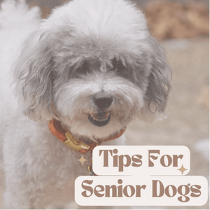Tips For Senior & Aging Dogs