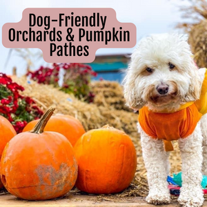 Dog Friendly Pumpkin Patches, Orchard & More In Ontario