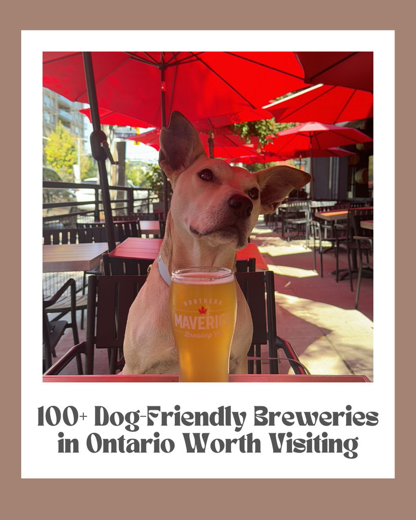 100+ Dog-Friendly Breweries in Ontario Worth Visiting