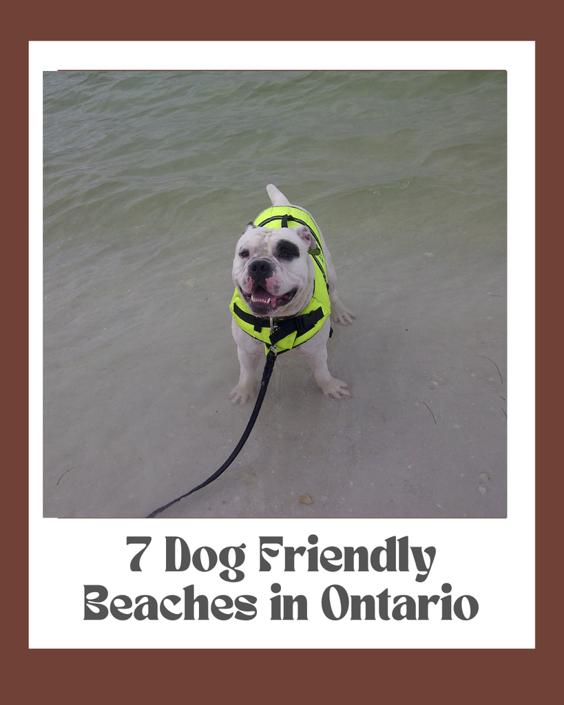 7 Best Dog-Friendly Beaches in Ontario for Summer Adventures