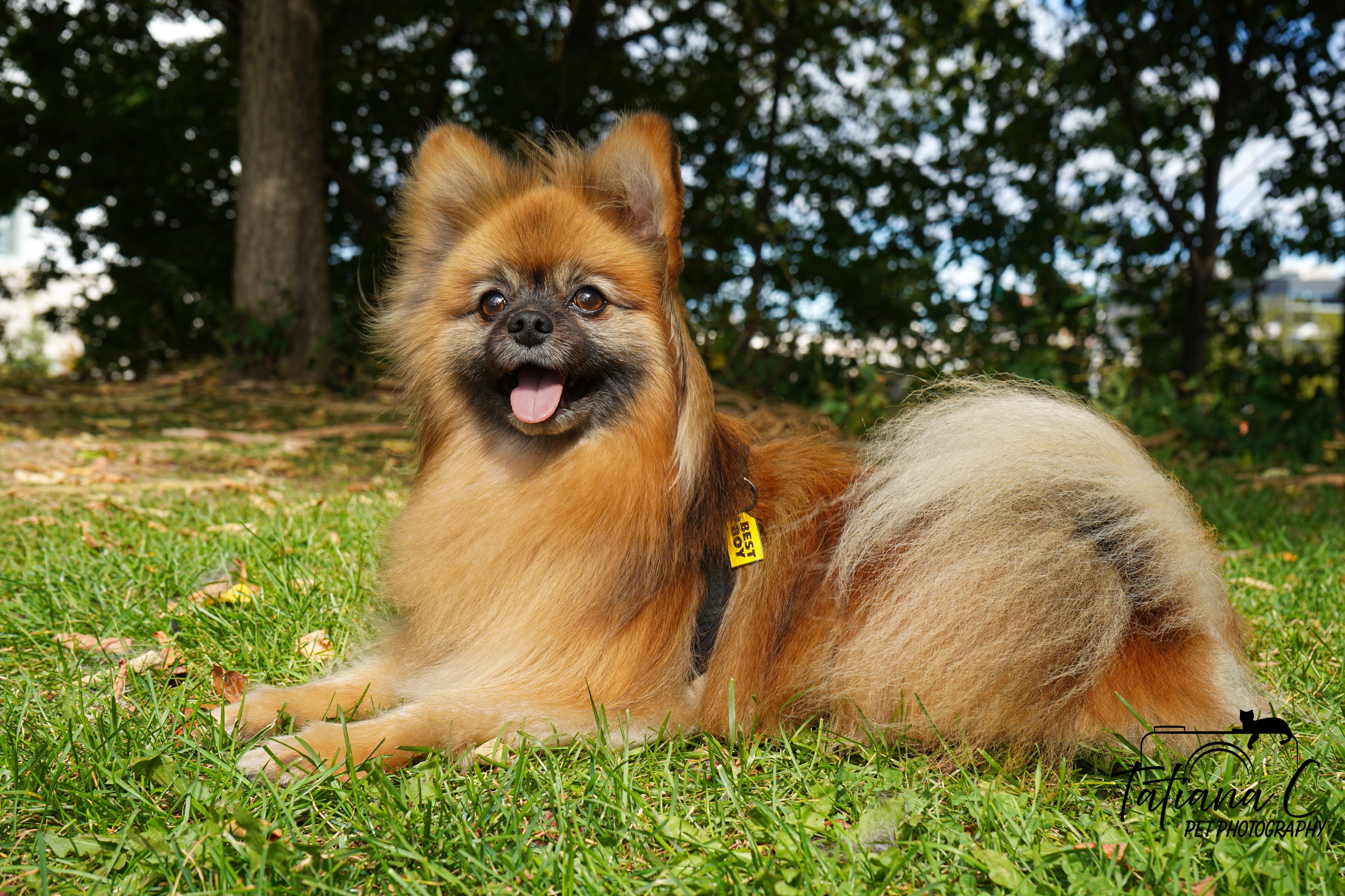 Best Boy Dog Tag - Attached to Dog's Collar - Close-Up View